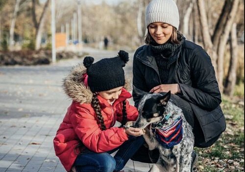 Собаки на улицах: как научить ребенка не бояться и правильно реагировать